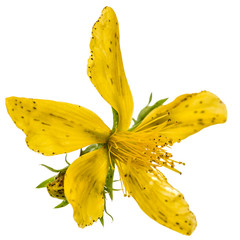 Flowers  of St. John's wort (Hypericum perforatum), isolated on white background - obrazy, fototapety, plakaty