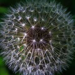 Whatever you do......DON'T BLOW!  As much as I fight dandelions all summer long there is an amazing display of creation within the seeds.