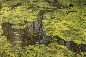 The lake overgrown with duckweed
