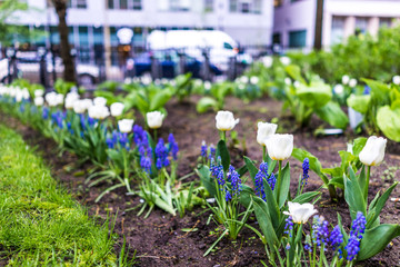 Closeup of row of blue muscari flowers and white tulips in urban city park in downtown Montreal, Quebec, Canada - obrazy, fototapety, plakaty