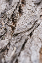 Wood textures037