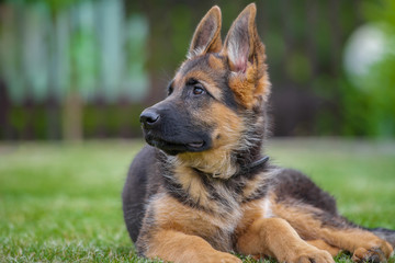 Junger Deutscher Schäferhund liegt aufmerksam auf dem Rasen