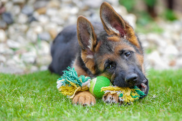 Junger Deutscher Schäferhund mit seinem Spielzeug im Maul