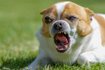 Aggressiver Chihuahua weiß braun Hund aggressiv 