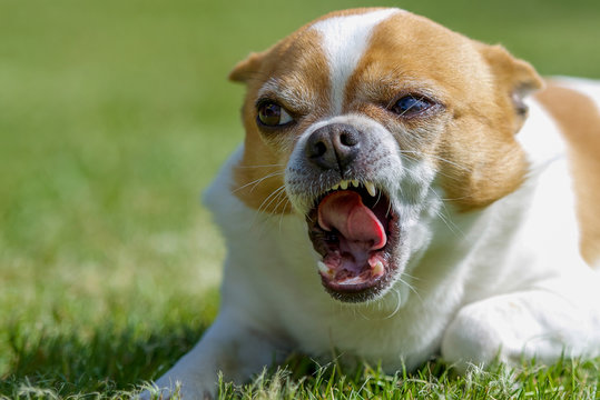 Aggressiver Chihuahua wei&szlig; braun Hund aggressiv 