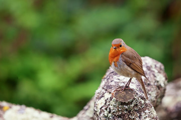 Cute Robin Red Breast bird sitting on a branch with green blurred shrubs in the background. 