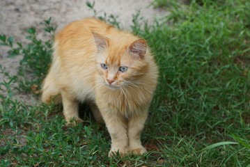 Naklejka na ściany i meble Рыжий дворовой кот стоит среди зелёной травы