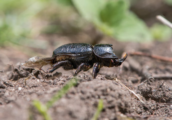 Rhinocerous beetle (Sinodendron cylindricum) in profile. Male insect in family Lucanidae with the horn clearly visible as wings exposed under elytra