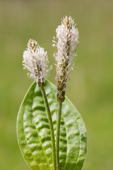 Hoary plantain (Plantago media) flower stems and leaf. Plant in the family Plantaginaceae with white inflorescence born on downy stem © iredding01