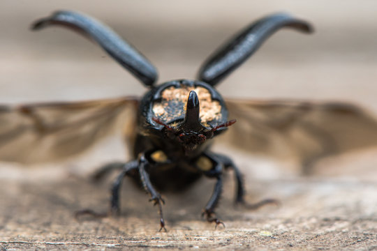 Rhinocerous beetle (Sinodendron cylindricum) taking flight. Rhinocerous beetle (Sinodendron cylindricum) taking flight