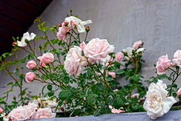 Fototapeta na wymiar куст с розами возле серой стены в летний день
