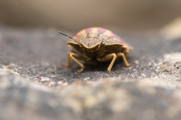 Tortoise shieldbug (Eurygaster testudinaria) head on. True bug in the family Pentatomidae, showing antennae and compound eyes at Wick Golden Valley nature reserve