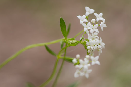 Marsh bedstraw (Galium palustre) flowers. Lax pyramidal panicle of white flowers on straggly plant in the family Rubiaceae