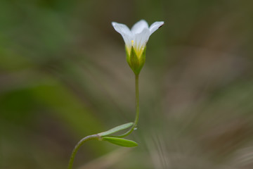 Fairy flax (Linum catharticum) flower. Small plant of calcareous grassland, aka white flax and purging flax, in the family Linaceae