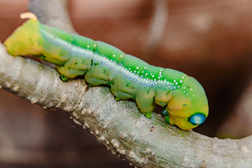 Big green worm on tree macro view,selective focus,soft focus