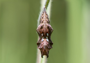 Comma butterfly (Polygonia c-album) pupa front. Chrysalis of insect in the family Nymphalidae, attached by a cremaster to nettle (Urtica dioica)