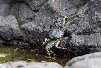 Crabe,Guadeloupe