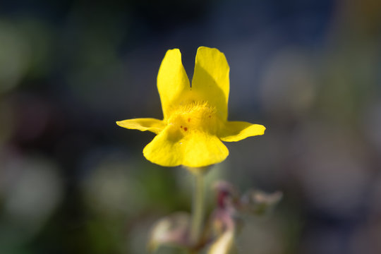 Monkeyflower (Mimulus guttatus) single flower. Yellow flower with corolla mouth closed by two hairy ridges on the lower lip, in the family Solanaceae
