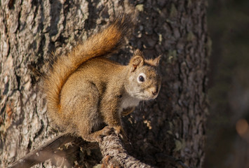 Squirrel 
