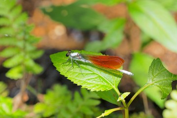 ニホンカワトンボ © assy