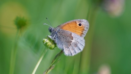 Kleines Wiesenvögelchen