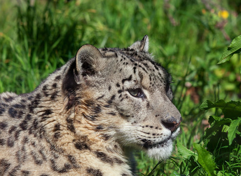 Close up of a beautiful snow leopard sitting in the sun with green grass and plants in the background. Space for text. 