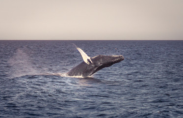 Naklejka premium Whale Watching