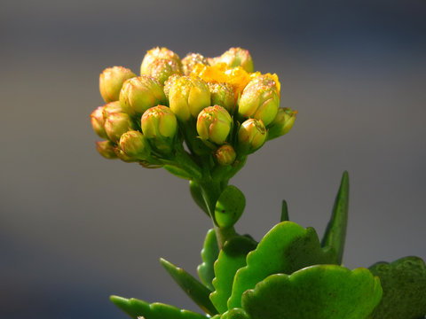 suculent plant and flower 01