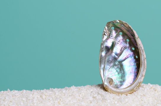 Iridescent abalone shell on white sand on turquoise background. Ormer, Haliotis, sea snail, marine gastropod mollusc. Open spiral structure. Inside nacre surface with respiratory pores. Macro photo.