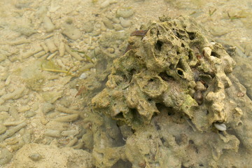 Dead coral reef killed by global warming and climate change
