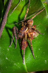 Banana spider sitting on a heliconia leaf in the amazon rainforest, located in the Cuyabeno National Park