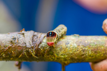 Close up of a beautifull caterpillar posing over a trunk inside of the amazon rainforest in Cuyabeno National Park in Ecuador