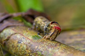 Close up of a beautifull caterpillar posing over a trunk inside of the amazon rainforest in Cuyabeno National Park in Ecuador