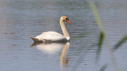 Cisne en las Marismas de Alday