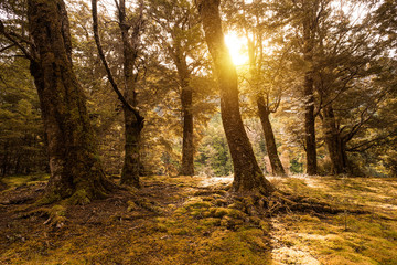 Sun shining through a forest canopy