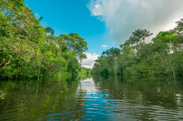 Fototapeta na wymiar Dense vegetation on Cuyabeno river inside of the amazon rainforest in Cuyabeno Wildlife Reserve National Park, South America Ecuador