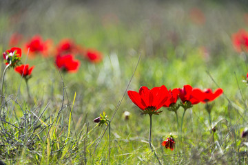 Obraz premium Visit to Eshkol National Park