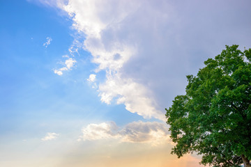 木と夕方の雨雲