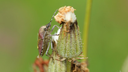 Insecto Escudo, Marismas de Alday, Cantabria