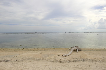 Dead tree on the beach at Gili Trawangan Indonesia