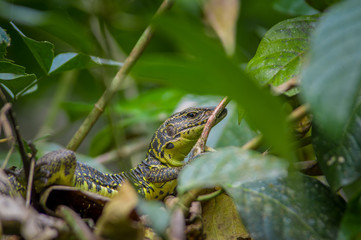 Closeup of a lizard hiding in the forest in Cuyabeno National Park in Ecuador