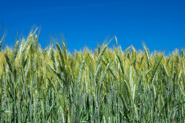 Obraz premium wheat field
