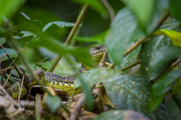 Calm and magical dark Amazon waters, located in the amazon rainforest in Cuyabeno National Park, in Sucumbios province in Ecuador