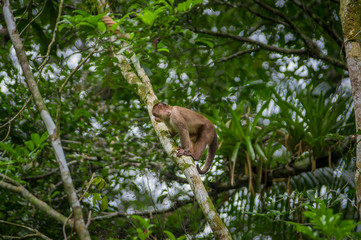 Fototapeta na wymiar Wild Capuchin Monkey sitting over a branch, inside of the amazon rainforest in Cuyabeno National Park in Ecuador
