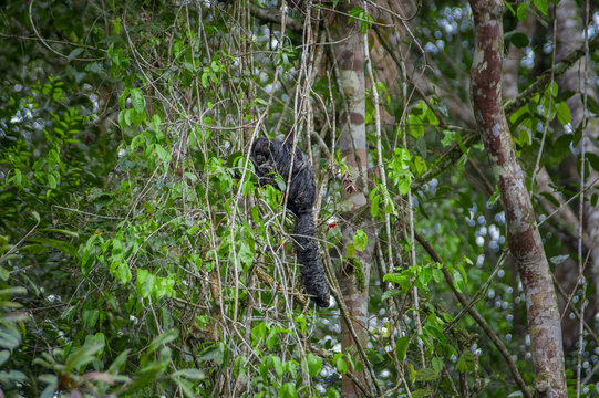 Beautiful saki monkey Pithecia monachus, sitting on a branch inside of the Amazon rainforest in Cuyabeno National Park, Ecuador