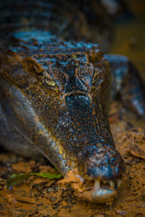 Caiman in the muddy water on the bank of the Cuyabeno River, Cuyabeno Wildlife Reserve, Ecuador