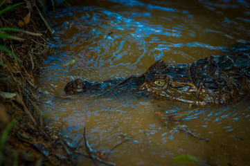 Caiman in the muddy water on the bank of the Cuyabeno River, Cuyabeno Wildlife Reserve, Ecuador