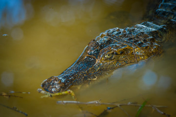Caiman in the dark water in the Cuyabeno River, Cuyabeno Wildlife Reserve, Ecuador