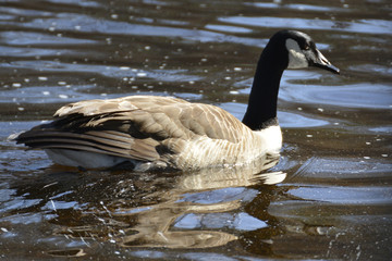 Canadian Goose reflection