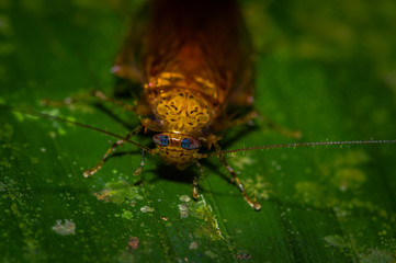 Cockroaches from the equatorial humid equatorial rain forest of South America. Dictyoptera, Blattoptera, Blattodea from Amazon, Cuyabeno Ecuador
